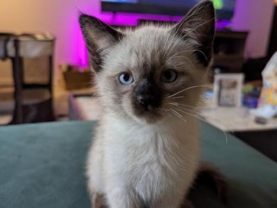 Mali - Siamese - Gallery Photo #1