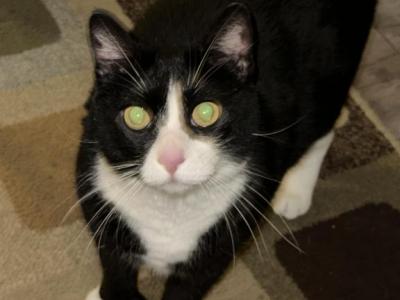 Sasha Pj Sissy - American Shorthair - Gallery Photo #1