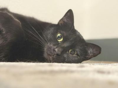 Mac - Domestic - Gallery Photo #1