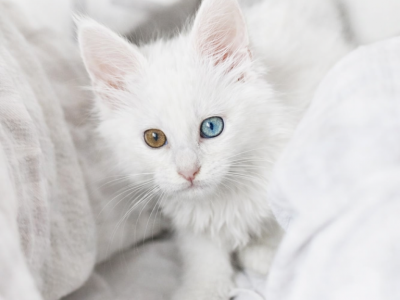 Odd Eyed Maine Coon DELIVERY INCLUDED - Maine Coon - Gallery Photo #1