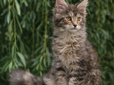 XXL Show Maine Coon Female Rare Tabby - Maine Coon - Gallery Photo #1