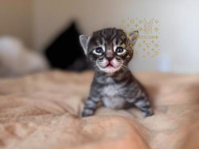 Waitlist F4 Savannah - Savannah - Gallery Photo #1