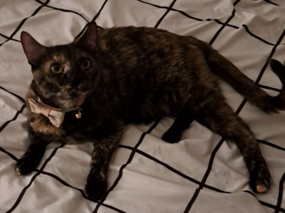 Clover - Domestic - Gallery Photo #1