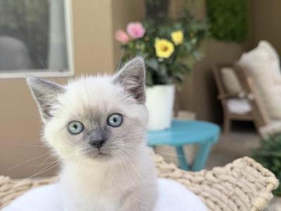 Cloud - Ragdoll - Gallery Photo #1