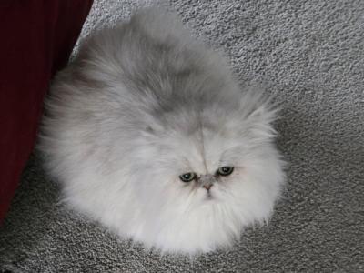 Gabriel - Persian - Gallery Photo #1