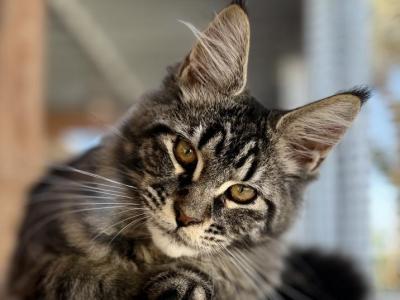 MonaLisa - Maine Coon - Gallery Photo #1