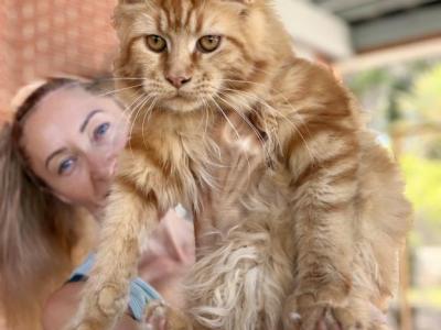 Adoption  Svetlana Pet Only - Maine Coon - Gallery Photo #1