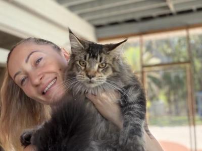 Adoption Cimba  The Polydactyl - Maine Coon - Gallery Photo #1