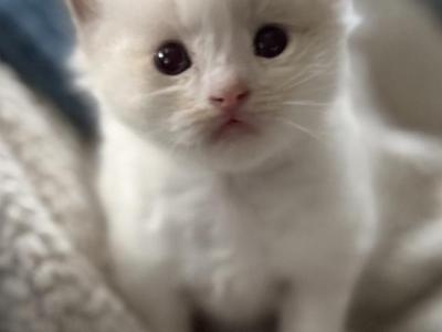 Dobby - Ragdoll - Gallery Photo #1