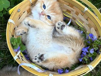 Daisy - Scottish Fold - Gallery Photo #1