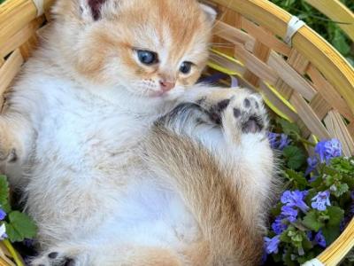 Teddy - Scottish Straight - Gallery Photo #1