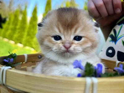 Sunny - Scottish Fold - Gallery Photo #1