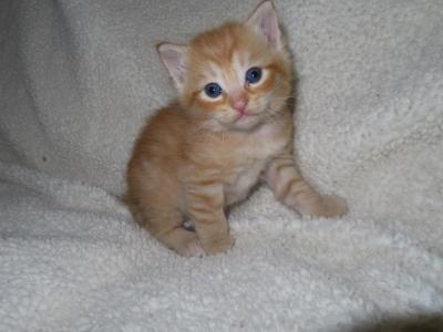 Orange Kittens - Domestic - Gallery Photo #1