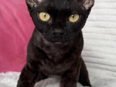 Gloria - Devon Rex - Gallery Photo #1