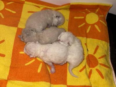 Ziba Last Litter - Persian - Gallery Photo #1