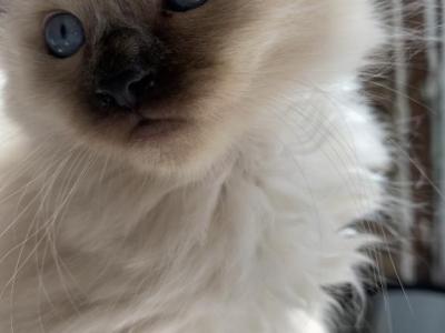 Ragamese Male Kitten - Ragdoll - Gallery Photo #1