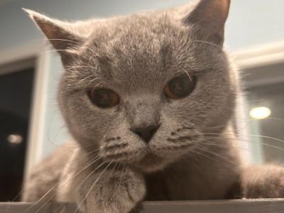 Gracy - British Shorthair - Gallery Photo #1