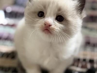 Gatita - Ragdoll - Gallery Photo #1