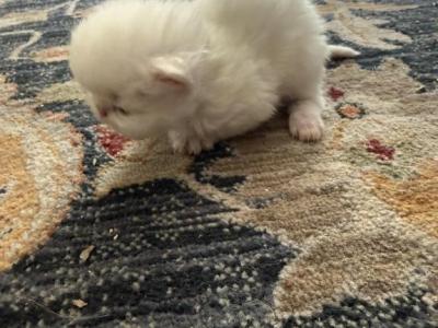 Persians White Kittens - Persian - Gallery Photo #1