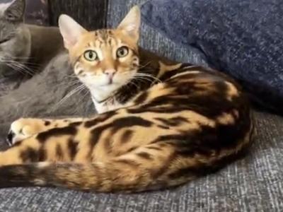 Rocket Pure Bengal - Bengal - Gallery Photo #1