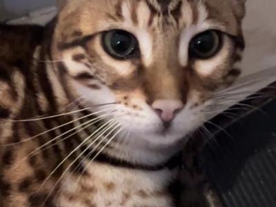 Rocket Bengal - Bengal - Gallery Photo #1