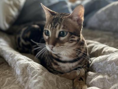 Bengal Male Cat - Bengal - Gallery Photo #1