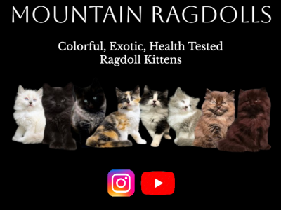 Mountain Ragdolls - Ragdoll - Gallery Photo #1