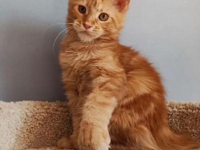 Sweet Red Polydactyl Maine Coon - Maine Coon - Gallery Photo #1