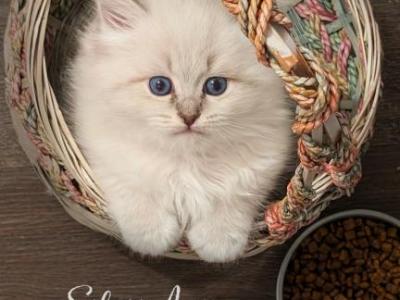 Iris Opal - Siberian - Gallery Photo #1