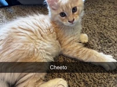 Maine Coon Litter - Maine Coon - Gallery Photo #1
