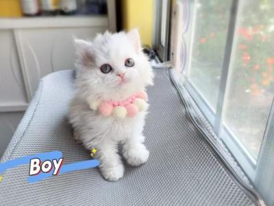 Ponpon - Selkirk Rex - Gallery Photo #1