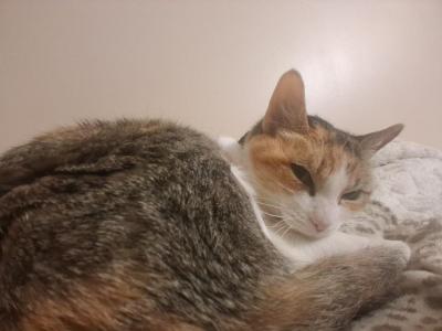 Maya - Domestic - Gallery Photo #1