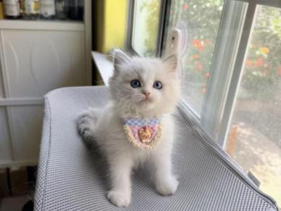 Sunny - Ragdoll - Gallery Photo #1