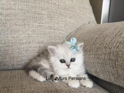 Snow - Persian - Gallery Photo #1