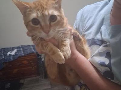Luffy - Munchkin - Gallery Photo #1