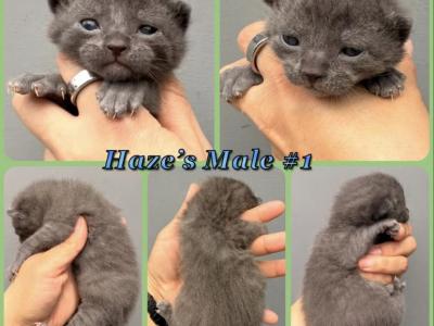Half Siamese Kittens - Domestic - Gallery Photo #1