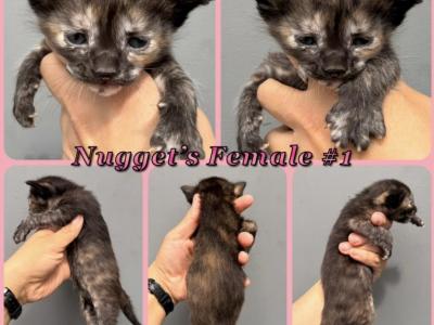 Kitten Half Siamese - American Shorthair - Gallery Photo #1
