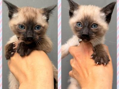 Siamese Pure Bred Kittens - Siamese - Gallery Photo #1