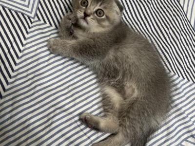 Scottish Fold Boy - Scottish Fold - Gallery Photo #1