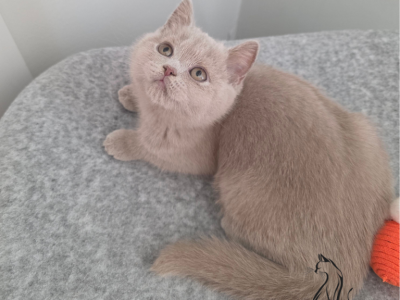 Zoltan - Brazilian Shorthair - Gallery Photo #1
