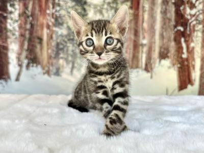 Tula - Bengal - Gallery Photo #1
