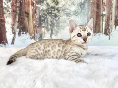 Nina - Bengal - Gallery Photo #1