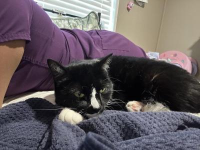 Tushka - Domestic - Gallery Photo #1