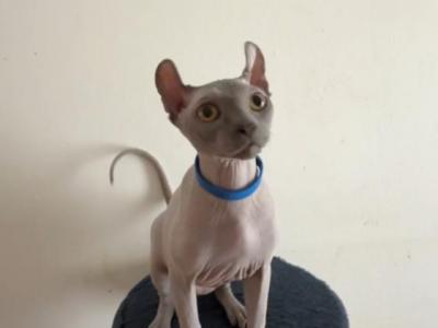 Elf Kittens - Sphynx - Gallery Photo #1