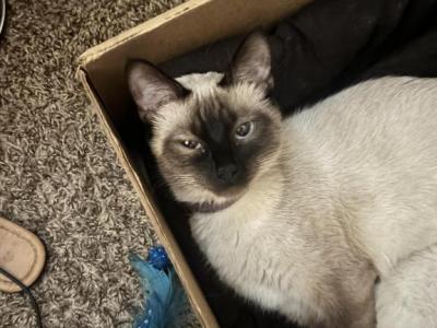 Siamese Kittens - Siamese - Gallery Photo #1
