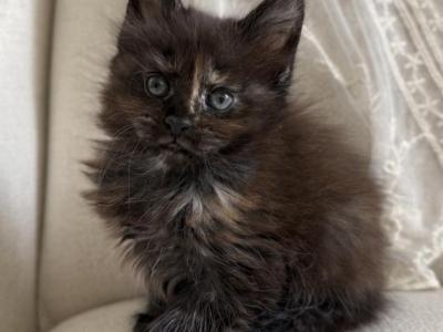 Ella Of Kingdom Of Northumbria - Maine Coon - Gallery Photo #1