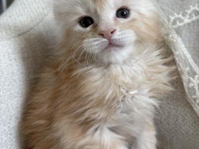 Evan Of Kingdom Of Northumbria - Maine Coon - Gallery Photo #1