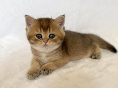 Pavel - British Shorthair - Gallery Photo #1