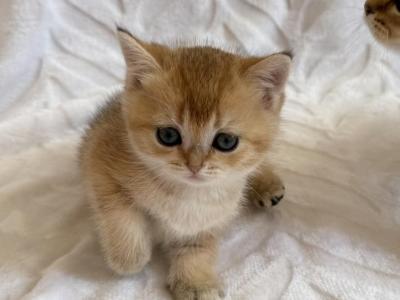 Riki - British Shorthair - Gallery Photo #1