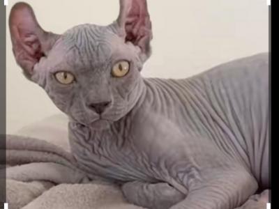 Elf - Sphynx - Gallery Photo #1